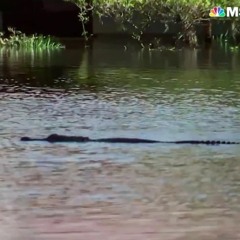 Alligator Moon