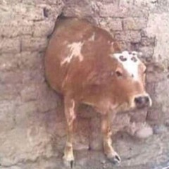 Cow death
