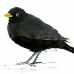 Common Blackbird Turdus merula