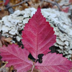 December 2025 Progressive House Mix