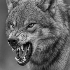 Grey Alpha