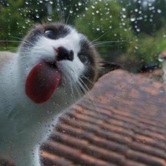 Lick windows for two hours.