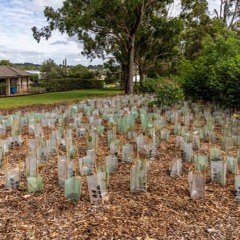 South East Queensland's First Microforest