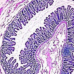 Mucosa