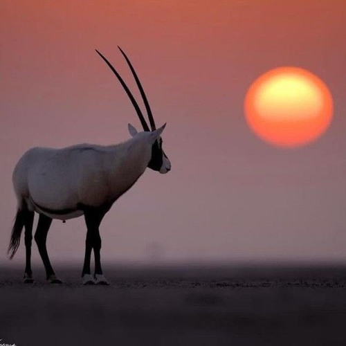 سورة الوقعة | د.عبد الله جعباص..🍃