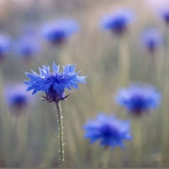 Flower of blue