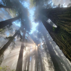 can we ? {p. novachance}