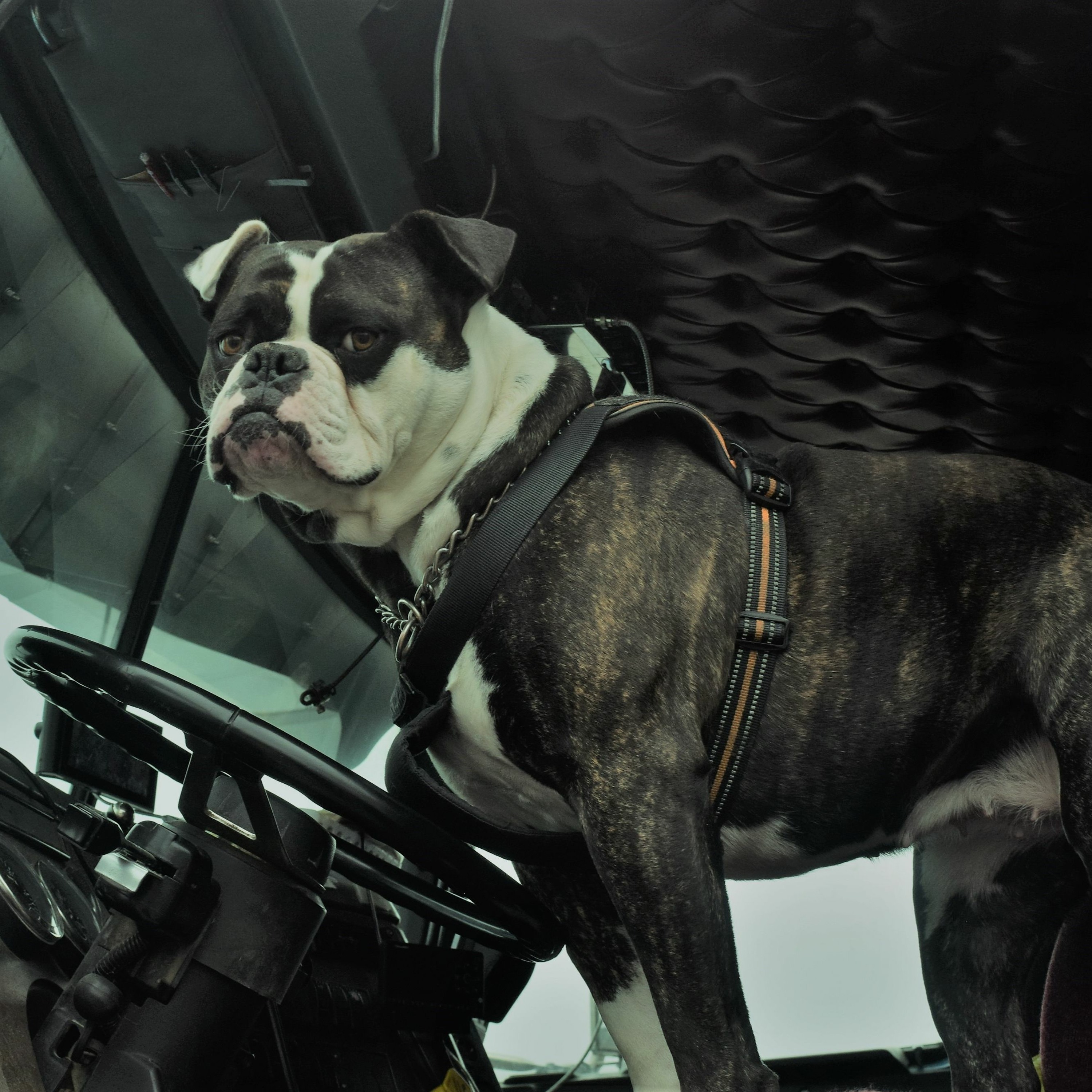 For the love of ... Patty the traveling road dog, with owner-op Rob Goodwin thumbnail