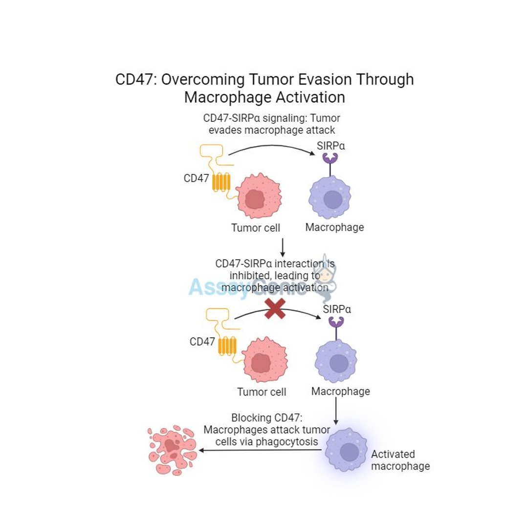 Stream episode CD47 Overcoming Tumor Evasion Through Macrophage ...