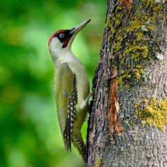 Green Woodpecker (?)