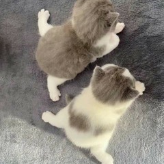 ばくだん×2