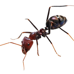 King Of Swing - Big Bad Voodoo Daddy (Sped Up)