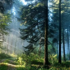 Dark-Psy-Forest & Full On etc..(VOL.ZWEI'2019)