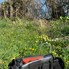 Soil mics spring roadside