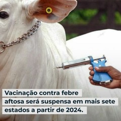 Vacinação contra febre aftosa será suspensa em mais sete estados a partir de 2024