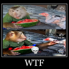 DUMBSHIT FUNK