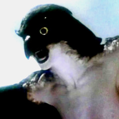 lead travelers astray