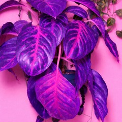 18Hunnidx3-Purple Ashes.(Prod.1800)