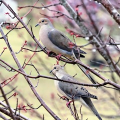 Peace Be With You (Piano)