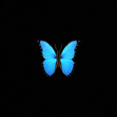 Sosatalkk-butterflys