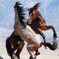 Susym Malachamah (Endless Colours)