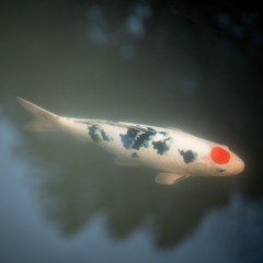 Optimum Aviary 003 (02.02.25)