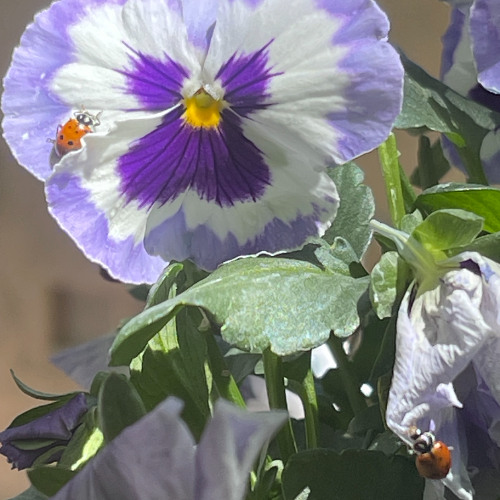 everything at once ID