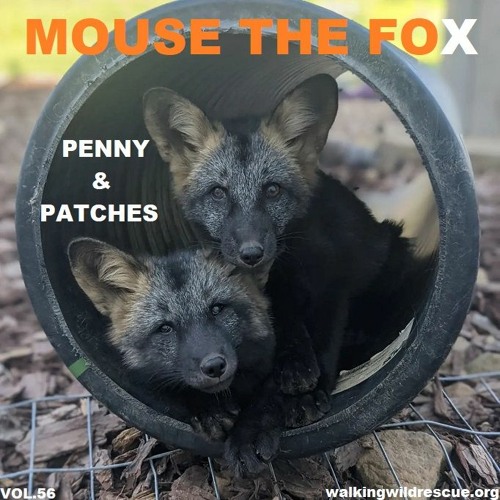 MOUSE THE FOX - PENNY AND PATCHES - VOL.56 - 26.09.2022