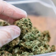 Die Wirkung von Myrcen bei Schmerzen und Arthrose