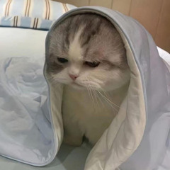 Cành Phi Yến Trong Mưa - Wypir mix