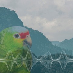 Red-lored amazon
