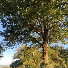 220628 · 7:00am · Chemin De Toulx · Creuse · France · Chickadees in a tree