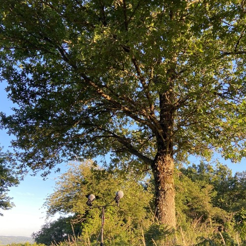 220628 · 7:00am · Chemin De Toulx · Creuse · France · Chickadees in a tree