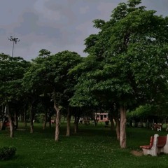 نوادر المنشاوي | المائدة