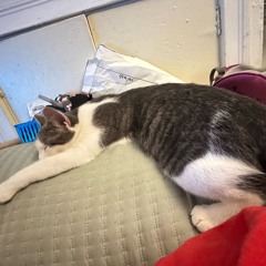 AyoSleepyLoops- (Sheep Counting)