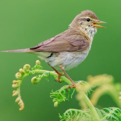 Willow Warbler - Mk 2 - MixPre - 7073