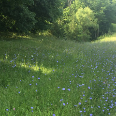 end these feelings w/phoenix fresh (prod.yungspoiler)