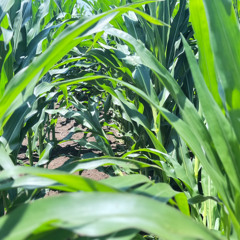 IL Corn Marketing Board Chair Highlights Demand Drivers for Corn