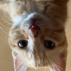 555 666 888