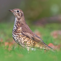 Mistle Thrush Song - MixPre-7629