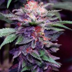 Purple Indo (Prod. Yung DZA)