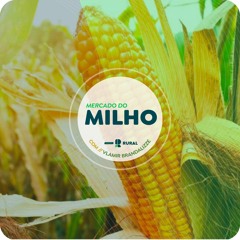 Produtores de milho podem recorrer à culturas alternativas por conta dos preços baixos para o cereal