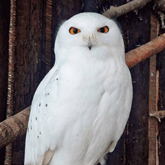 ｴｯﾎｴｯﾎのお父さん