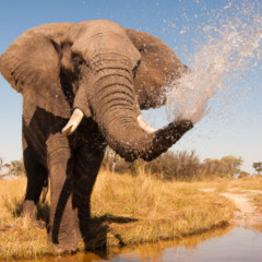 TIPO A TROMBA DO ELEFANTE [[DJDAVIDOB13]]MC RAEL