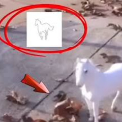 DIGITAL BATH Reggaeton (MARCELO USB & CYBERNOJEIRA remix)