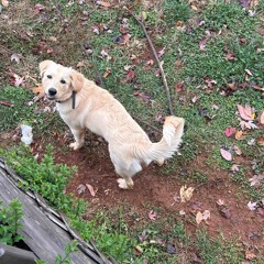 Brighter Than Before-Raynor