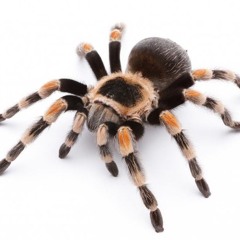 She’d Rather Eat a Spider