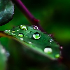TPC 276 MorningRain