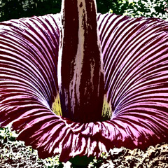 Omen of the Rotting Dawn