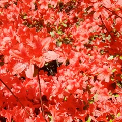 Charli XCX - Claws (JAIS remix)